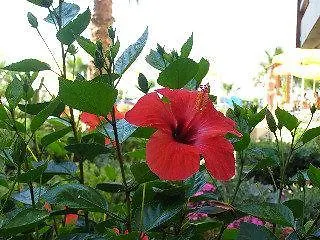 ** Aparthotel Domenica Apartments Rethymno  Greece